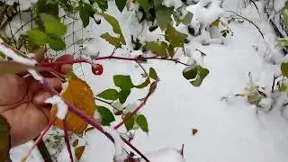 Первый снег.