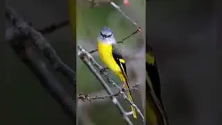 Beautiful birds
