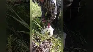 ловля окуней. щука хватает добычу.