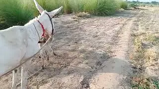 Bаговои.Жеребець на Паровку.Привезли лошицю з Бачача.Коні Тернопільщини. 2026.