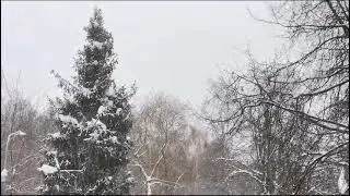winter beauty 