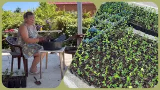 Сеянцы цитрусовых. Посадка в горшки. Лето. Работа в питомнике Suncitrus ☀️