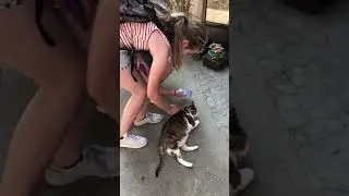 Жирный испанский кот))