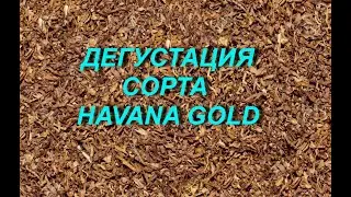 TASTING - HAVANA GOLD (HAVANA GOLD)