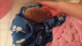How to wake up my little Mr Hedgie
