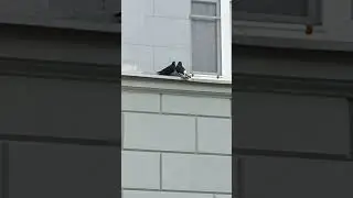 #любовь