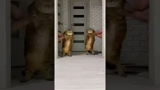 котики в тик ток