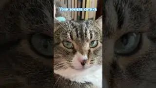 Урок вокала котика Шурика. #cat #music #ангелинагрэер #song #мяу #урокивокала #пушистики #котики