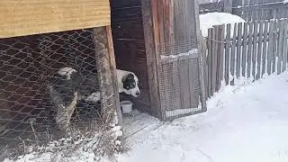 алабайки растут,а на улице -28 днем