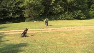 Duck Retriever - Dog Training