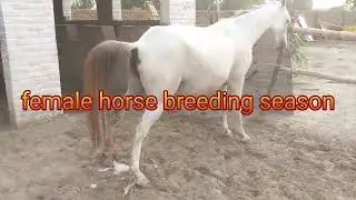 Mare is in heat, breeding season new video,horse lovers😍