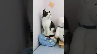 Le bon chat Gachik