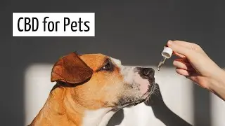 Man's Best Friend's Best Friend: CBD for Dogs, Cats & Other Pets | Discover Marijuana