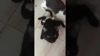 Кот спинальник - какие живые глазки
