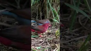 Is this the end for African Finches ??? #shorts