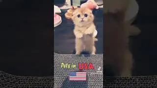 Pets in USA VS Pets in Russia