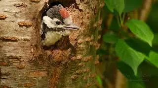 Young Great Spotted Woodpecker Begging Call #birds #birdsounds