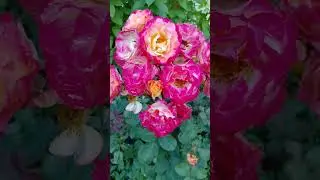 МАРСЕЛЬ ЭН ФЛЕР-РЕДКАЯ КРАСАВИЦА