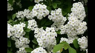 Lichen vulvare: l’azione terapeutica del testosterone