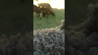 Без фильтра.Звуки моей природы. Вяжу и пасу 🐑🐏 