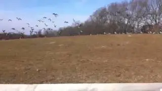 Eliza scares away the geese