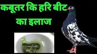 कबूतर की हरि बीट का इलाज 101 % कबूतर सही  kabutar ki hari beet ka illaj kaise karen #kabutar