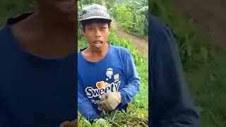 Papatah tukang ngarit