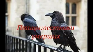 Heralds of the Dead: Bird Omens
