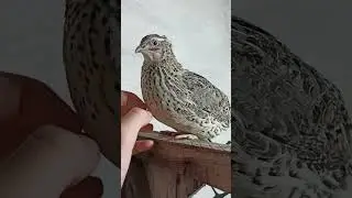Не ожидал такого от перепëлки😯