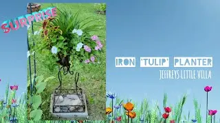 Surprise / Volunteer Plants