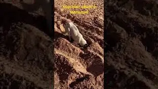 похоронила собака своего малыша