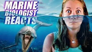 Why Are Dolphin Attacks Suddenly on the Rise?