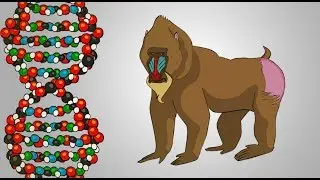 כיצד עובד הDNA?