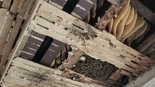 An exposed colony rescued