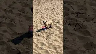 Herzzerreißend! Kleiner süßer Hund sucht verzweifelt nach Essen #hundeliebe