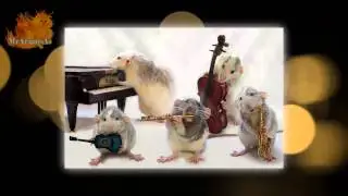 Сute animals. Прикольные крысята музыканты. Просто очаровашки