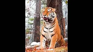 Hold on tight to the things you love most ❤ #animal #tiger #trending #tiktok #video  #shorts #lion