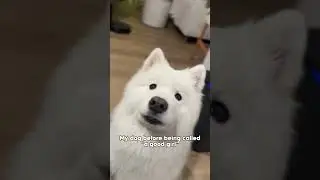 My dog reacting to "good girl"! #samoyed #lovestory