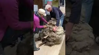 #farmsanctuary #rescuesheep #rescueanimals #sheepshearing #animallover #sheepoftiktok #sheep #shorts