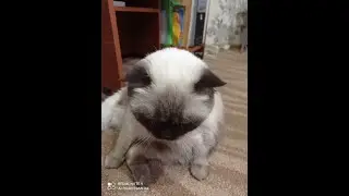 Я буду снимать гача лайф и другую ос