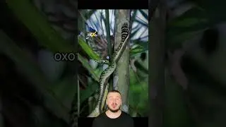 Змеи в Азии умеют летать! 
