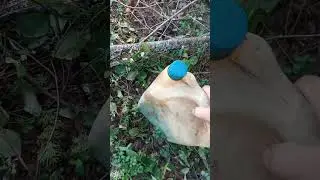 Вырубка...