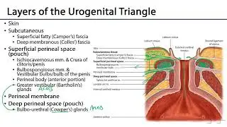 Urogenital Triangle - M1 Perineum
