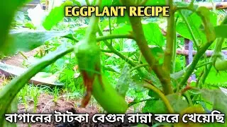 বাগানের তাজা বেগুন রান্না|eggplant recipe|eggplant