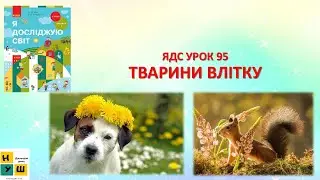 ЯДС  1 клас УРОК 95 ТВАРИНИ ВЛІТКУ автор підручника Бібік
