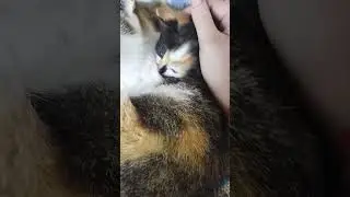 Мамулины кошечки/мурки💕#моилюбимки #котики #твимз #животные