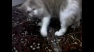 Мой котик*-*