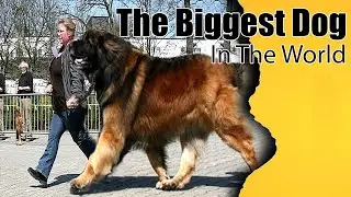 The Biggest Dog Breeds in the World