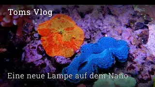 Nano saltwater aquarium 🚀 | New lamp from Giesemann, new inhabitants & important tips