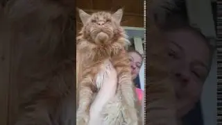 Большой кот мейн кун,Джокер.  Просто бегемот!